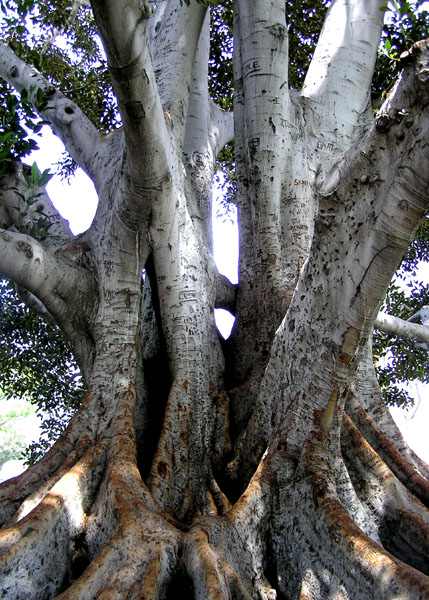Glendora's famous Moreton Bay Fig. "Ficus Macrophylla"