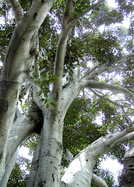 The majesty of Edgar Owens' tree. Ficus Macrophylla in Glendora, California